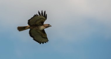 Görkemli şahinin vahşi doğadaki manzarası.