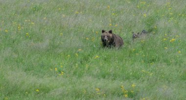 Vahşi doğada kahverengi boz ayı 