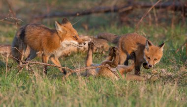 Vahşi doğada çimlerin üzerinde sevimli kızıl tilkiler.