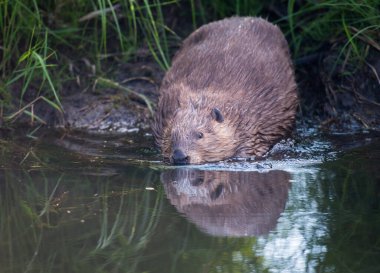 Vahşi doğada kunduz