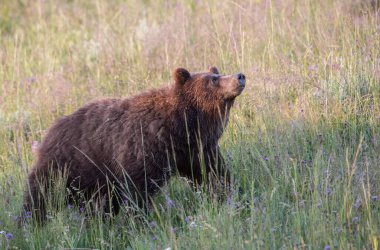 Vahşi doğada boz ayı