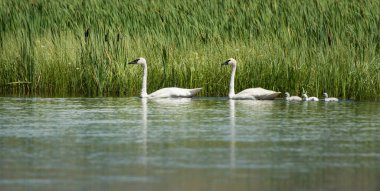 Vahşi doğada kuğular