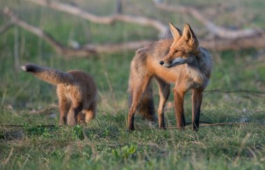 Doğada sevimli kızıl tilkiler bir arada.