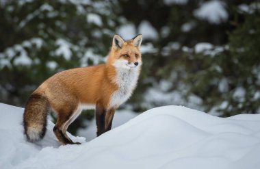 Kızıl tilki vahşi doğada