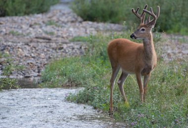 Vahşi doğada geyik
