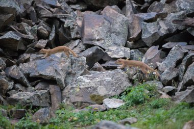 Vahşi doğada uzun kuyruklu gelincikler