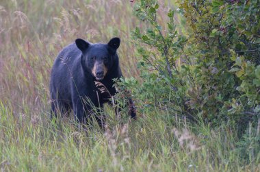 Kara ayı vahşi doğada