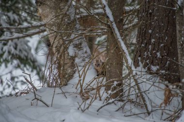 Banff Ulusal Parkı, Alberta, Kanada 'da kar üzerinde yürüyen çam mermeri.