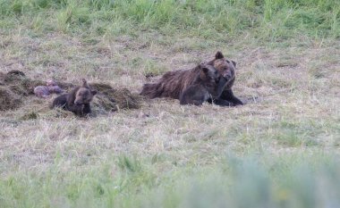 Vahşi doğada boz ayı