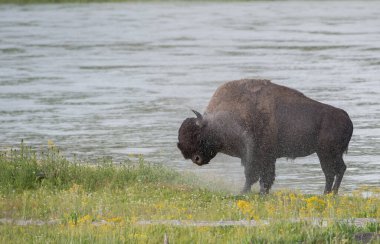 Bizonlar vahşi doğada