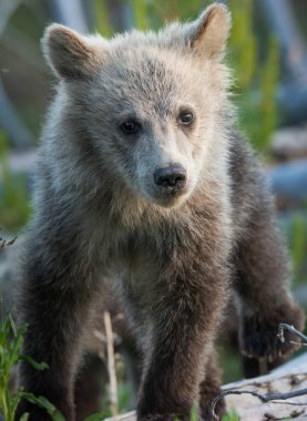 Vahşi doğada boz ayı