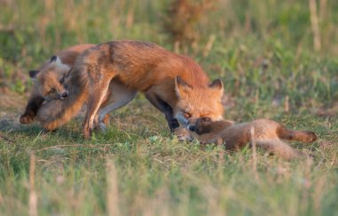 Parkta yakalanan sevimli kızıl tilkiler.