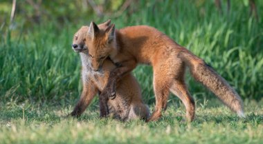 Parkta yakalanan sevimli kızıl tilkiler.