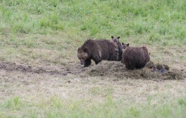 Vahşi doğada boz ayı