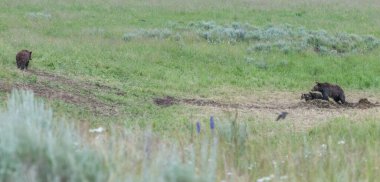 Vahşi doğada boz ayı ailesi