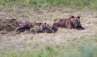 Vahşi doğada boz ayı