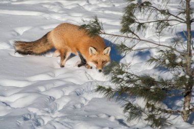 Kızıl tilki vahşi doğada