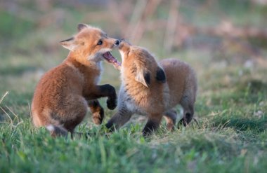 Parkta yakalanan sevimli kızıl tilkiler.