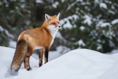 Kızıl tilki vahşi doğada