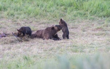Vahşi doğada boz ayı