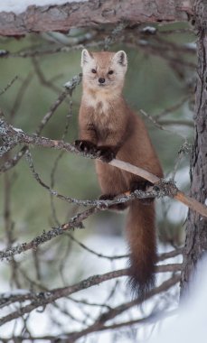 Ontario çölündeki Marten.