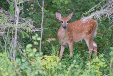 Vahşi doğada geyik