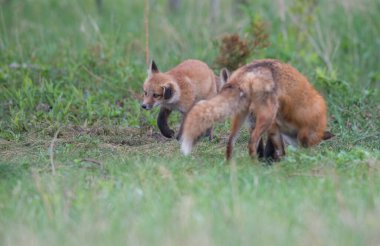 Parkta yakalanan sevimli kızıl tilkiler.