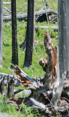 Vahşi doğada boz ayılar