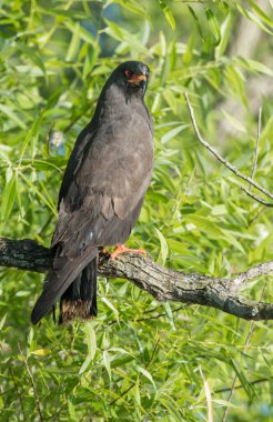 Robin vahşi doğada