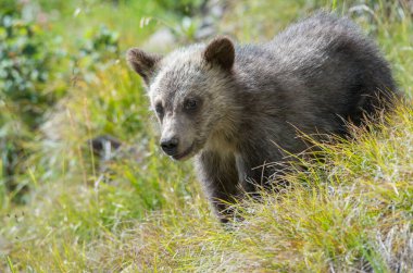 Vahşi doğada boz ayı