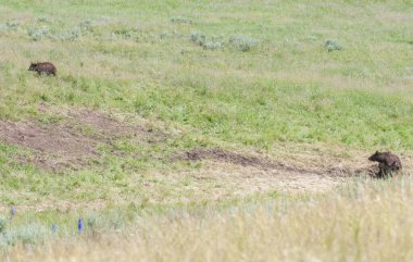Vahşi doğada boz ayı ailesi