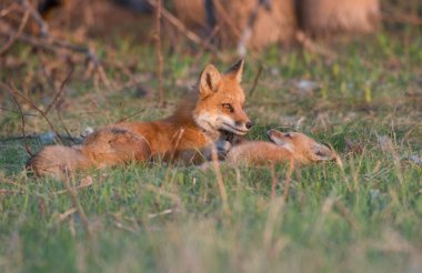 Parkta yakalanan sevimli kızıl tilkiler.
