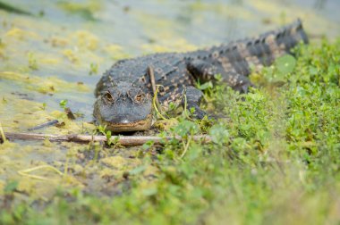 Vahşi doğadaki timsah