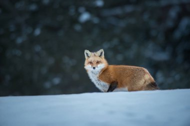 Kızıl tilki vahşi doğada