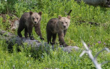 Vahşi doğada boz ayılar