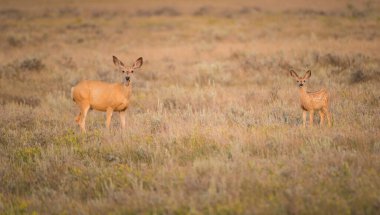 Vahşi doğadaki geyik ailesi
