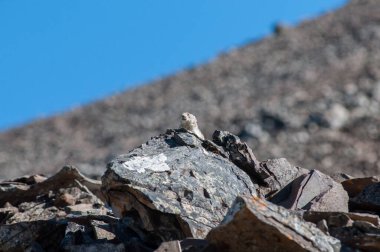 Kananaskis, Alberta, Kanada 'da nesli tükenmekte olan pika
