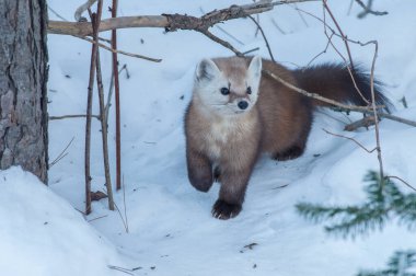 Banff Ulusal Parkı, Alberta, Kanada 'da kar üzerinde yürüyen çam mermeri.