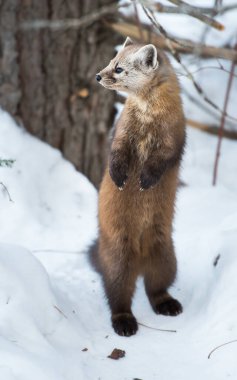 Ontario çölündeki Marten.