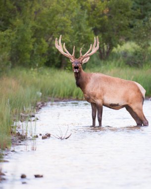 Vahşi doğadaki geyik