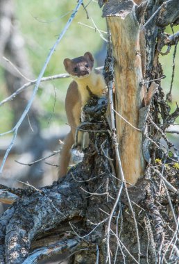 Vahşi doğada uzun kuyruklu gelincik