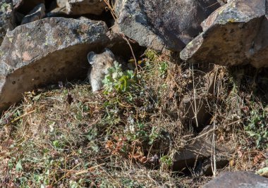 Kananaskis, Alberta, Kanada 'da nesli tükenmekte olan pika