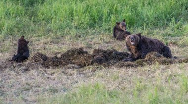 Vahşi doğada boz ayı