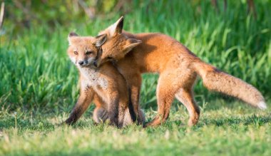 Parkta yakalanan sevimli kızıl tilkiler.