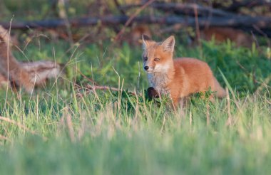 Parktaki güzel kızıl tilki manzarası