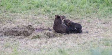 Vahşi doğada boz ayı
