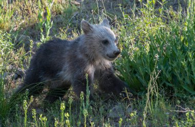 Vahşi doğada boz ayı