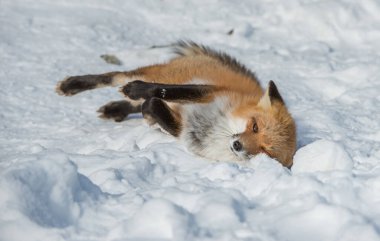 Kızıl tilki vahşi doğada