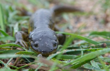 Vahşi doğada kaplan semenderi