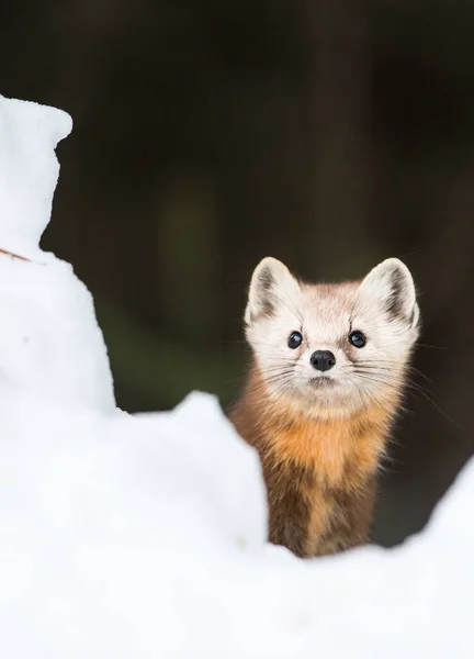 Pine Marten Walking Snow Banff National Park Alberta Canada — Stock Photo, Image